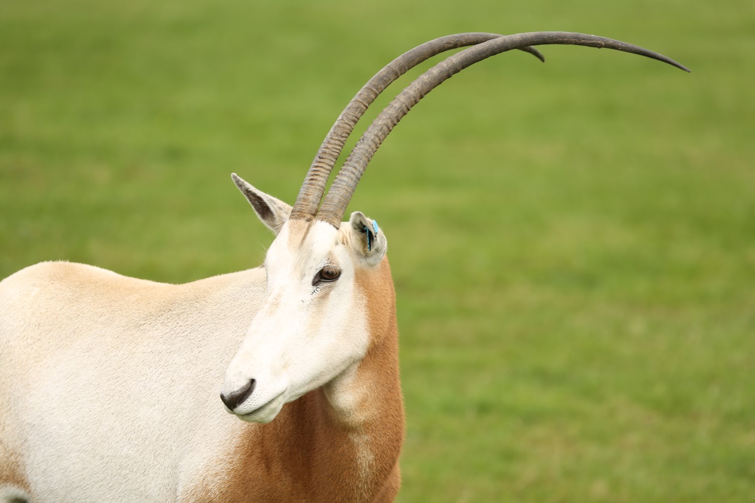 Scimitar Horned Oryx